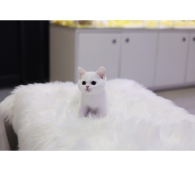 브리티쉬 왕자님(20만원부터)