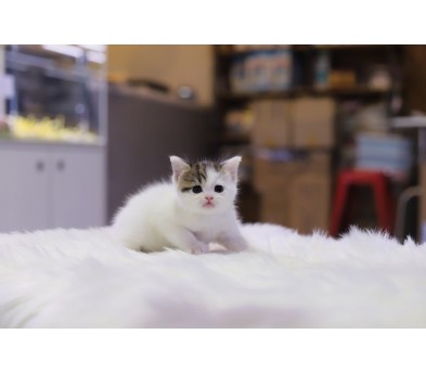 브리티쉬 공주님(20만원부터)