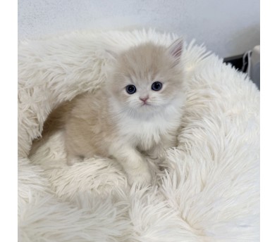 브리티시 분양합니다