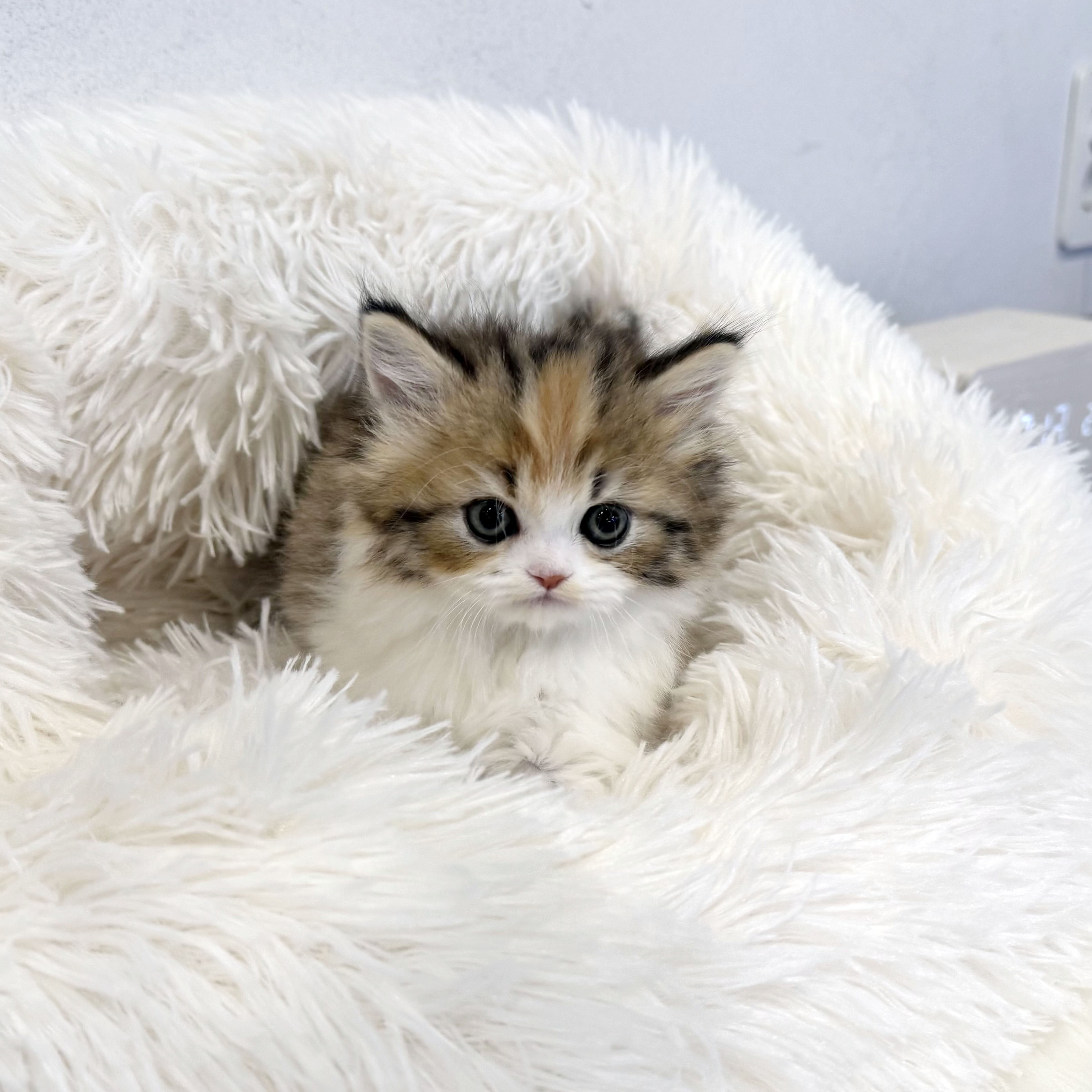 브리티시 롱헤어 분양합니다!