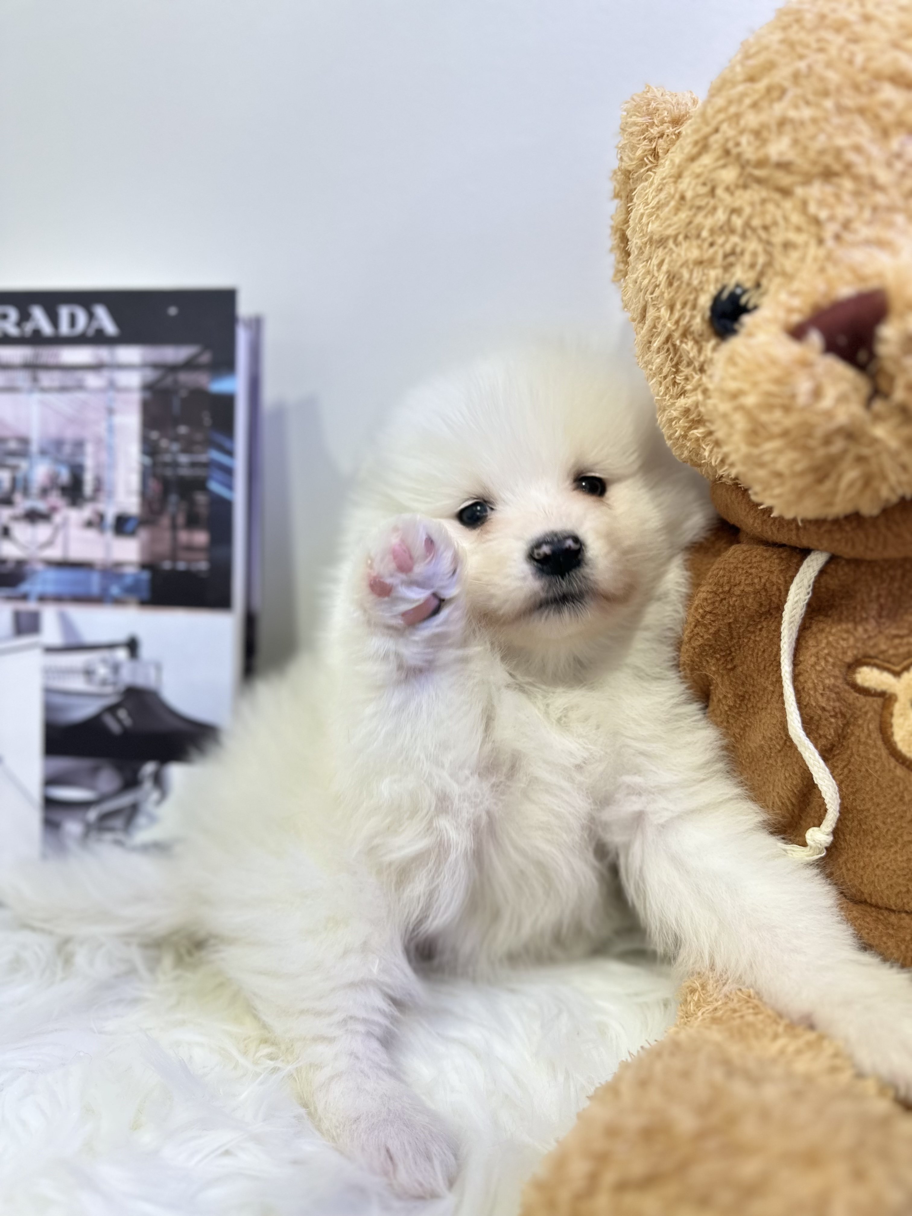 사모예드 입양합니다