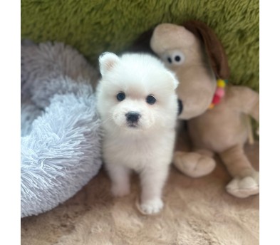 사모예드 분양합니다 (분양완료)
